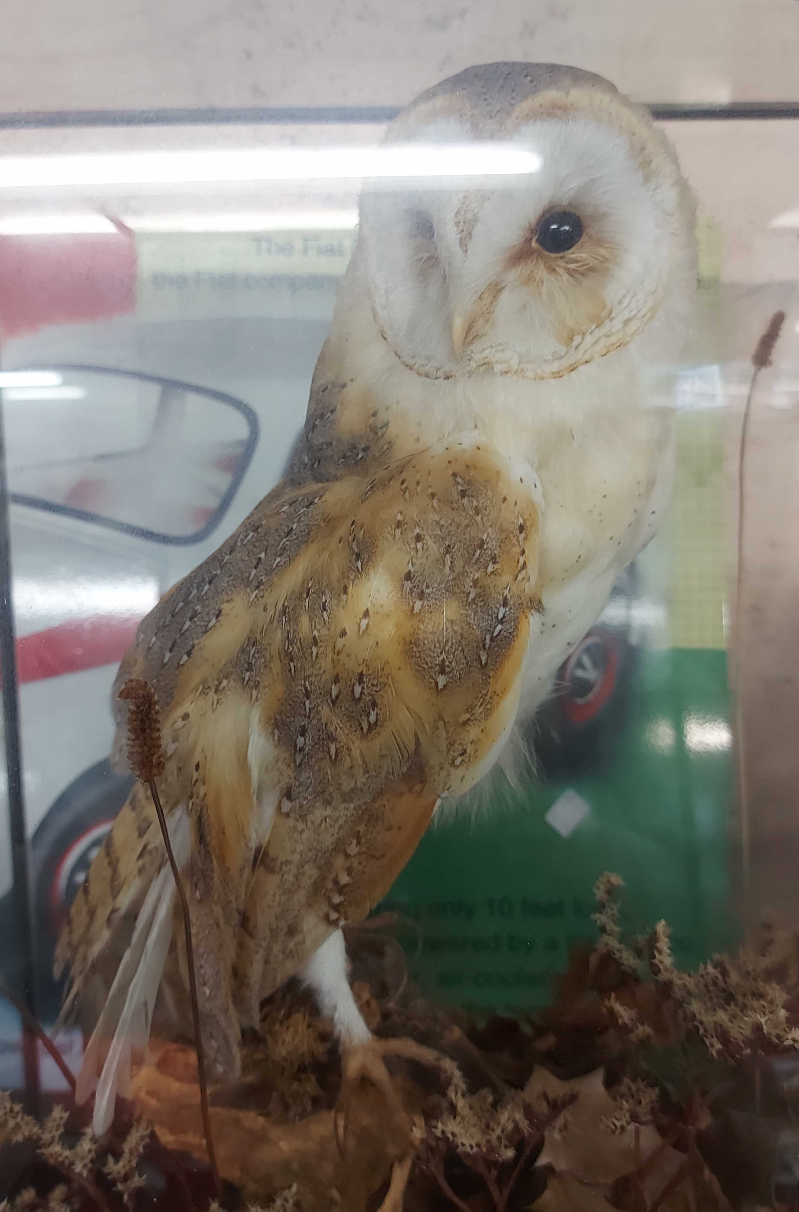An old cased taxidermy barn owl on naturalistic perch - Bild 3 aus 3