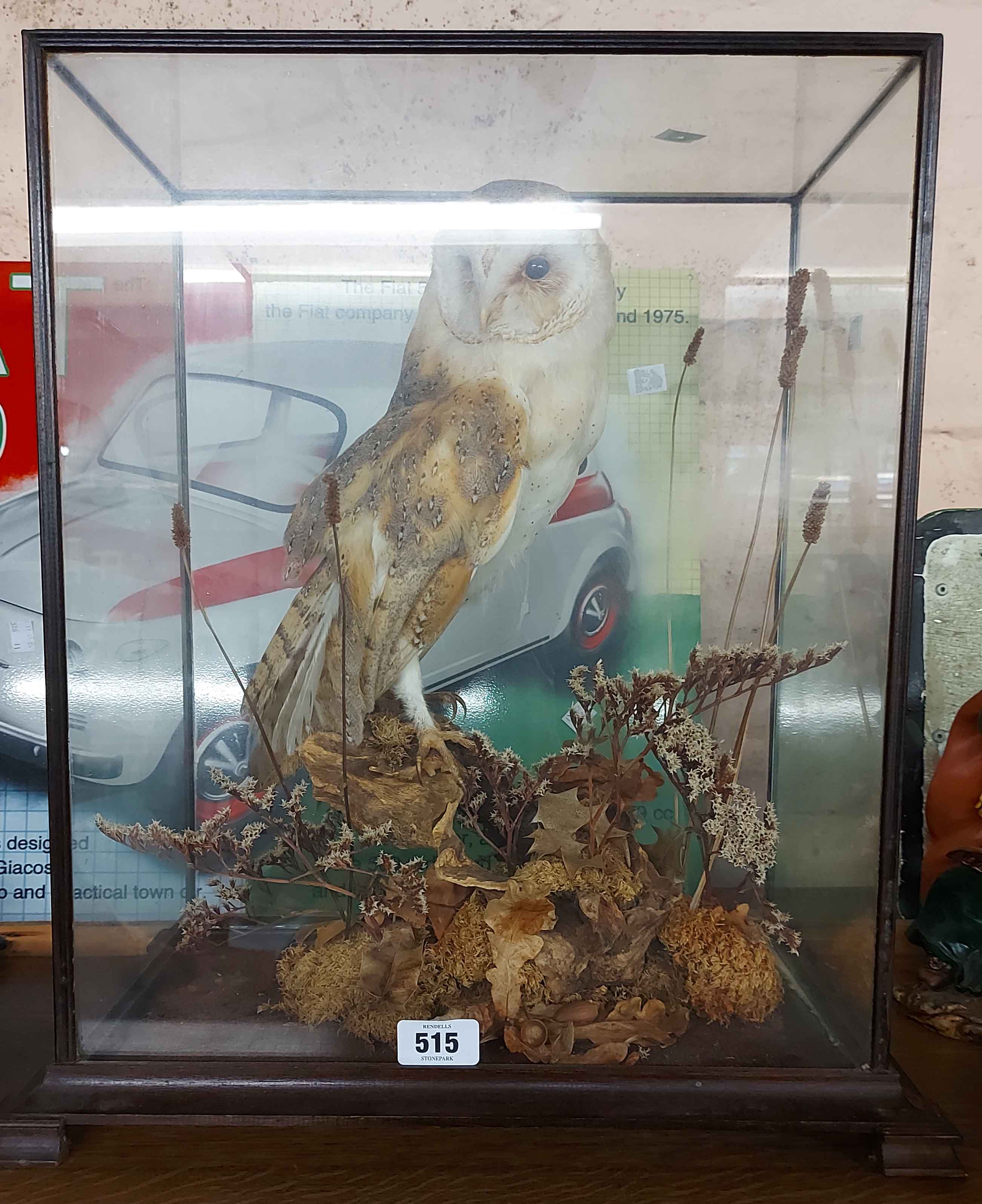 An old cased taxidermy barn owl on naturalistic perch - Bild 2 aus 3
