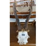 A pair of small antlers on wall mountable skull cap