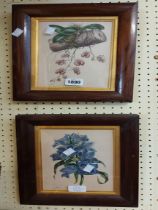 A pair of antique rosewood framed floral study prints