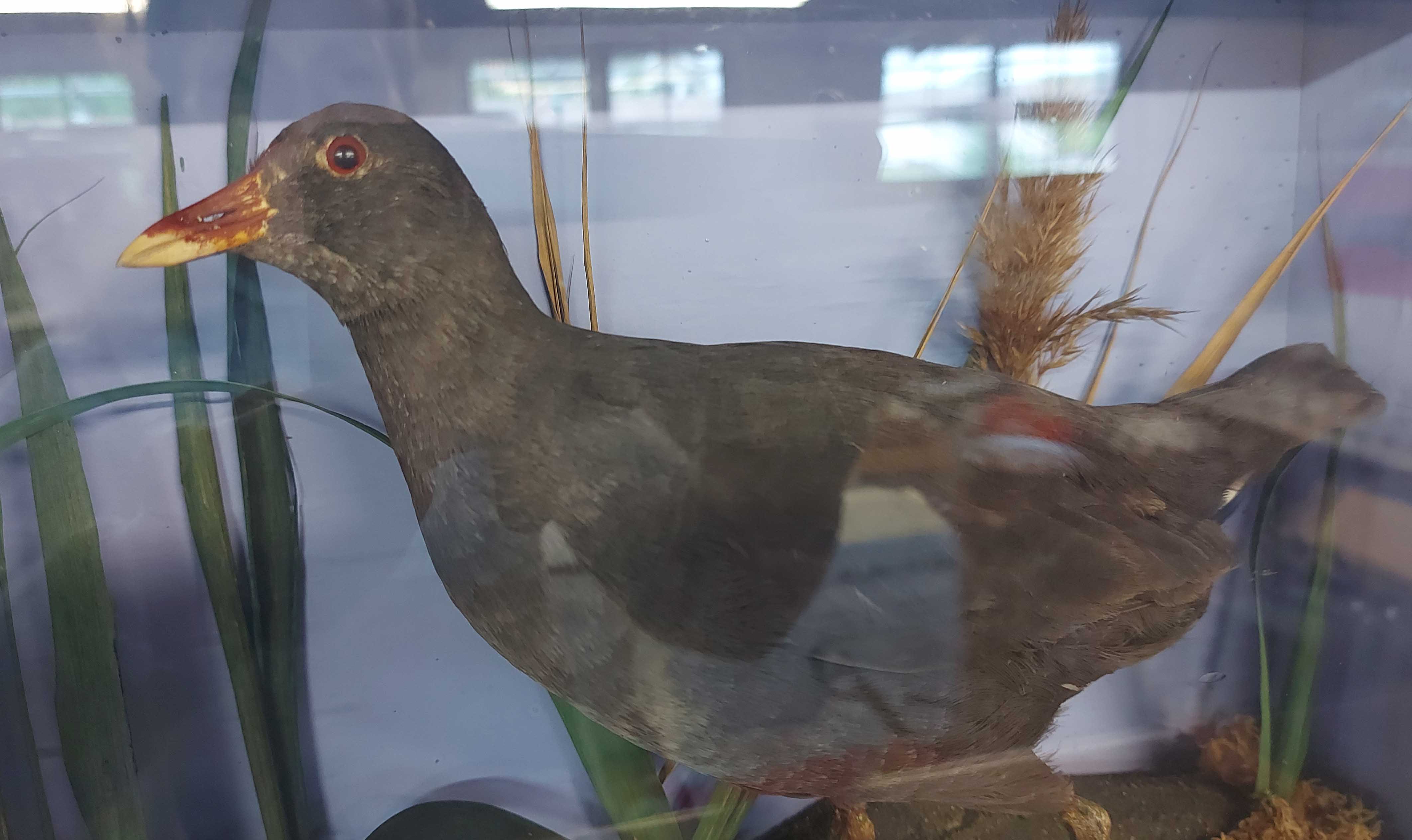 A antique cased taxidermy moorhen displayed in naturalistic setting - Image 2 of 2