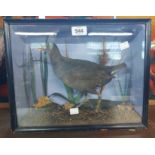 A antique cased taxidermy moorhen displayed in naturalistic setting