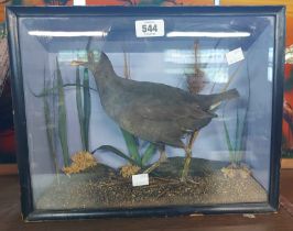 A antique cased taxidermy moorhen displayed in naturalistic setting