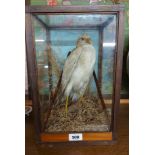 An antique cased taxidermy white hawk