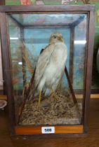 An antique cased taxidermy white hawk