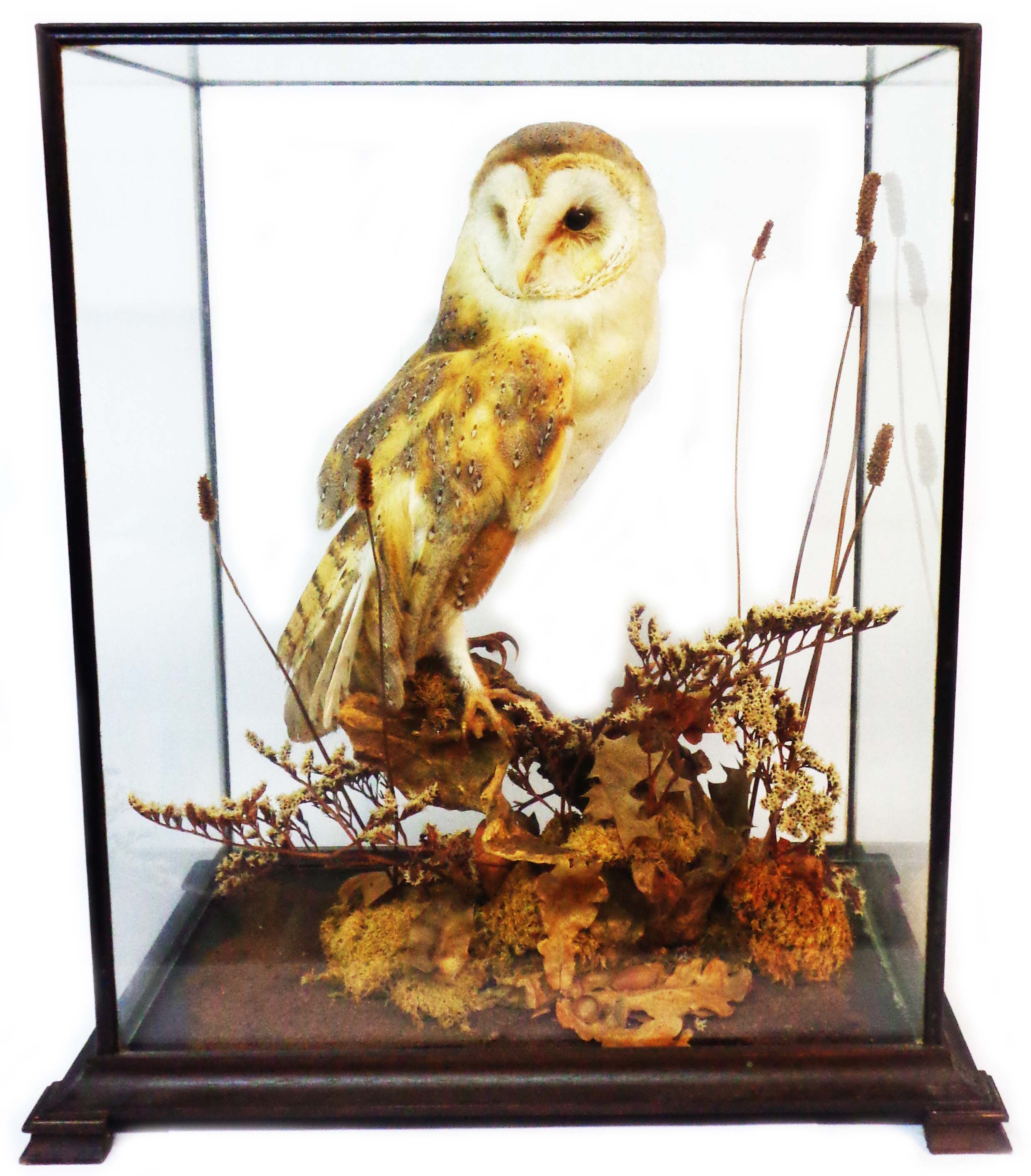 An old cased taxidermy barn owl on naturalistic perch