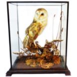 An old cased taxidermy barn owl on naturalistic perch