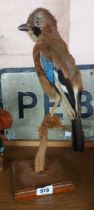 An old taxidermy jay on wooden mount