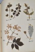 ONE BOOK OF PRESSED HERBS & PLANTS examples include Hop Trefoil, Daisy, Wild Thyme, Mallow, Wild