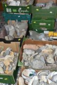 ELEVEN BOXES OF FOSSILS, MINERALS, SHELLS AND ROCKS, hundreds of specimens including fossilized