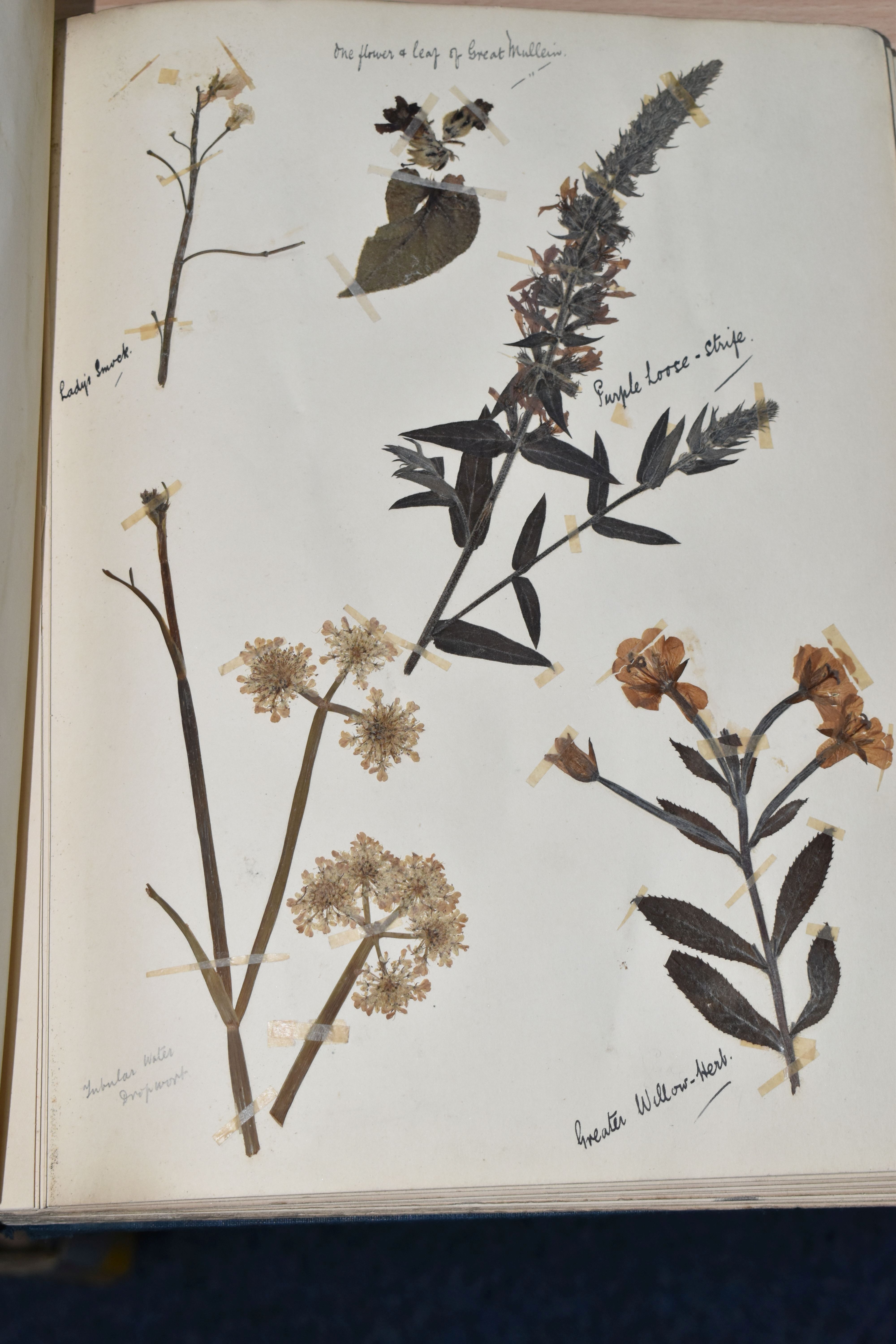 ONE BOOK OF PRESSED HERBS & PLANTS examples include Hop Trefoil, Daisy, Wild Thyme, Mallow, Wild - Image 3 of 16