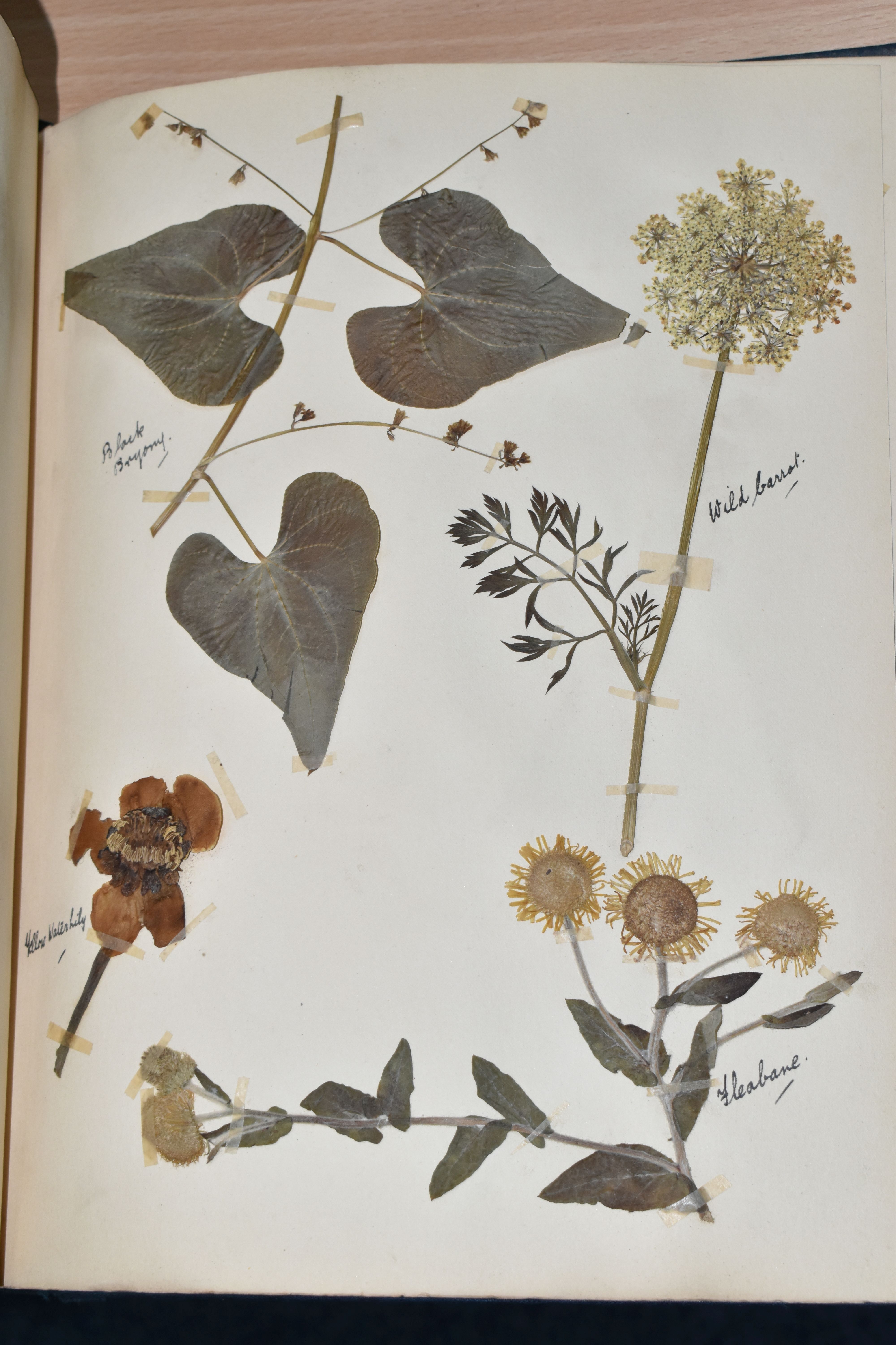 ONE BOOK OF PRESSED HERBS & PLANTS examples include Hop Trefoil, Daisy, Wild Thyme, Mallow, Wild - Image 14 of 16