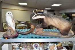 TWO PIECES OF TAXIDERMY AND A SET OF HORNS, comprising a taxidermy badger, full mount on a wooden