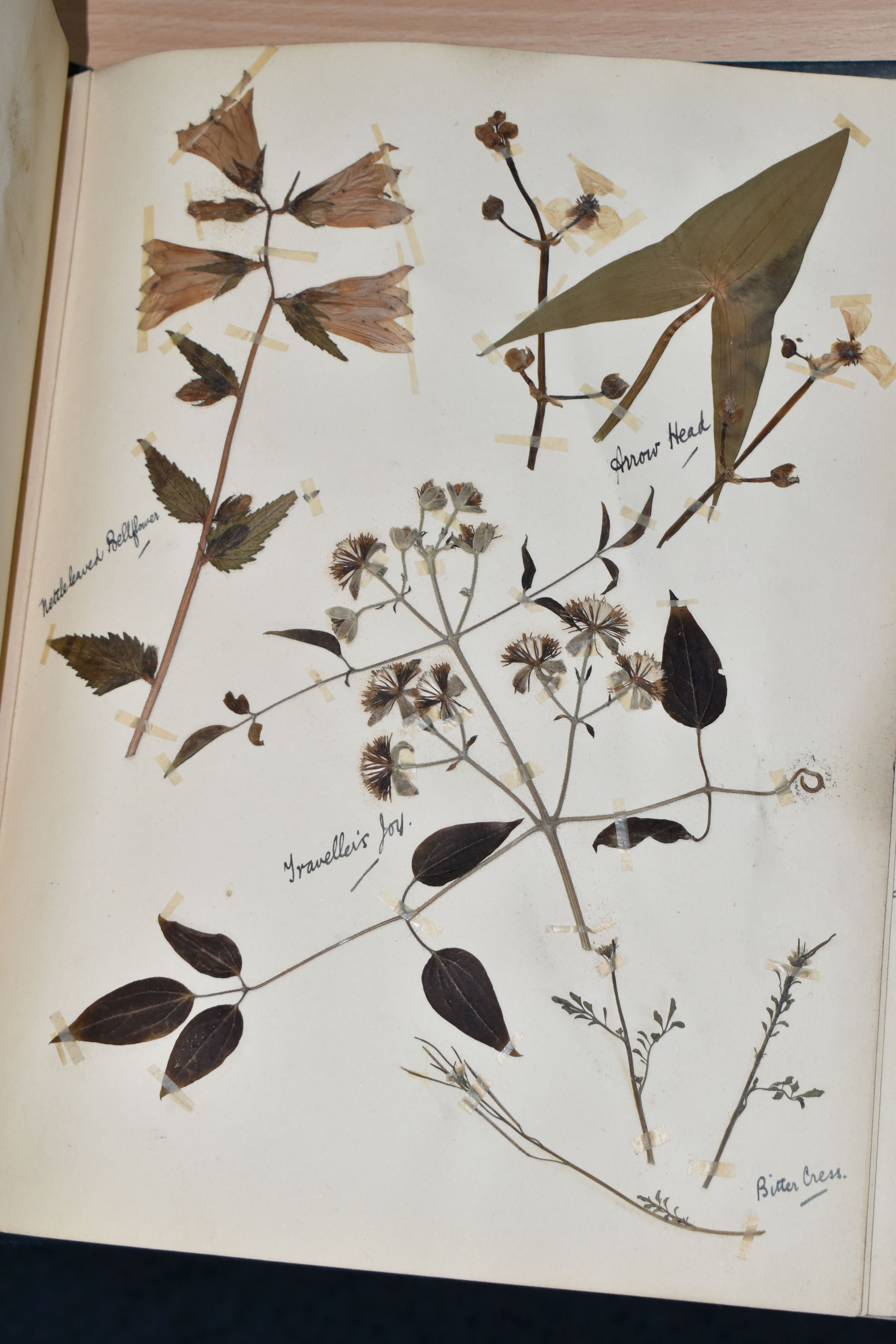 ONE BOOK OF PRESSED HERBS & PLANTS examples include Hop Trefoil, Daisy, Wild Thyme, Mallow, Wild - Image 15 of 16