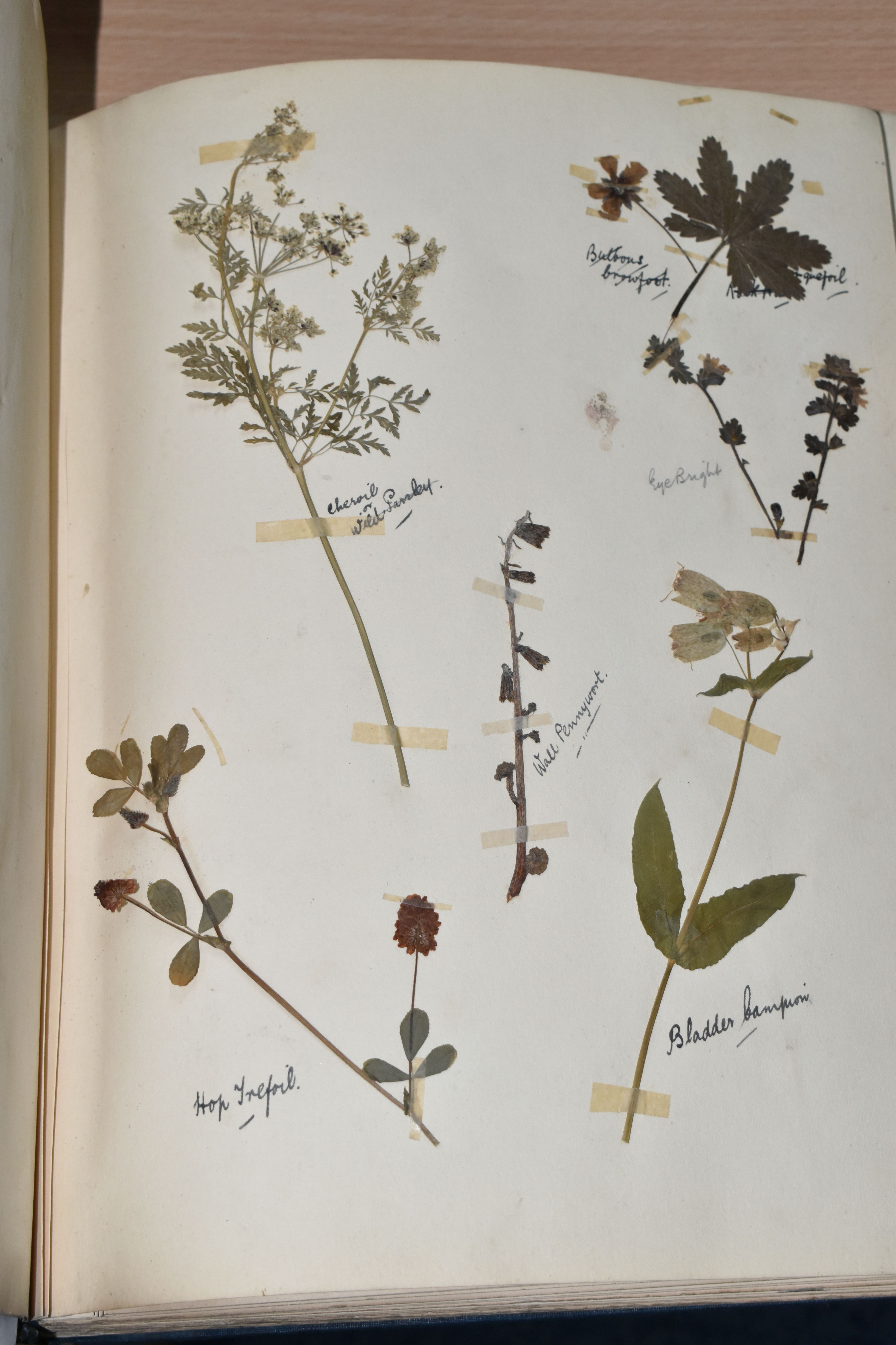 ONE BOOK OF PRESSED HERBS & PLANTS examples include Hop Trefoil, Daisy, Wild Thyme, Mallow, Wild - Image 2 of 16