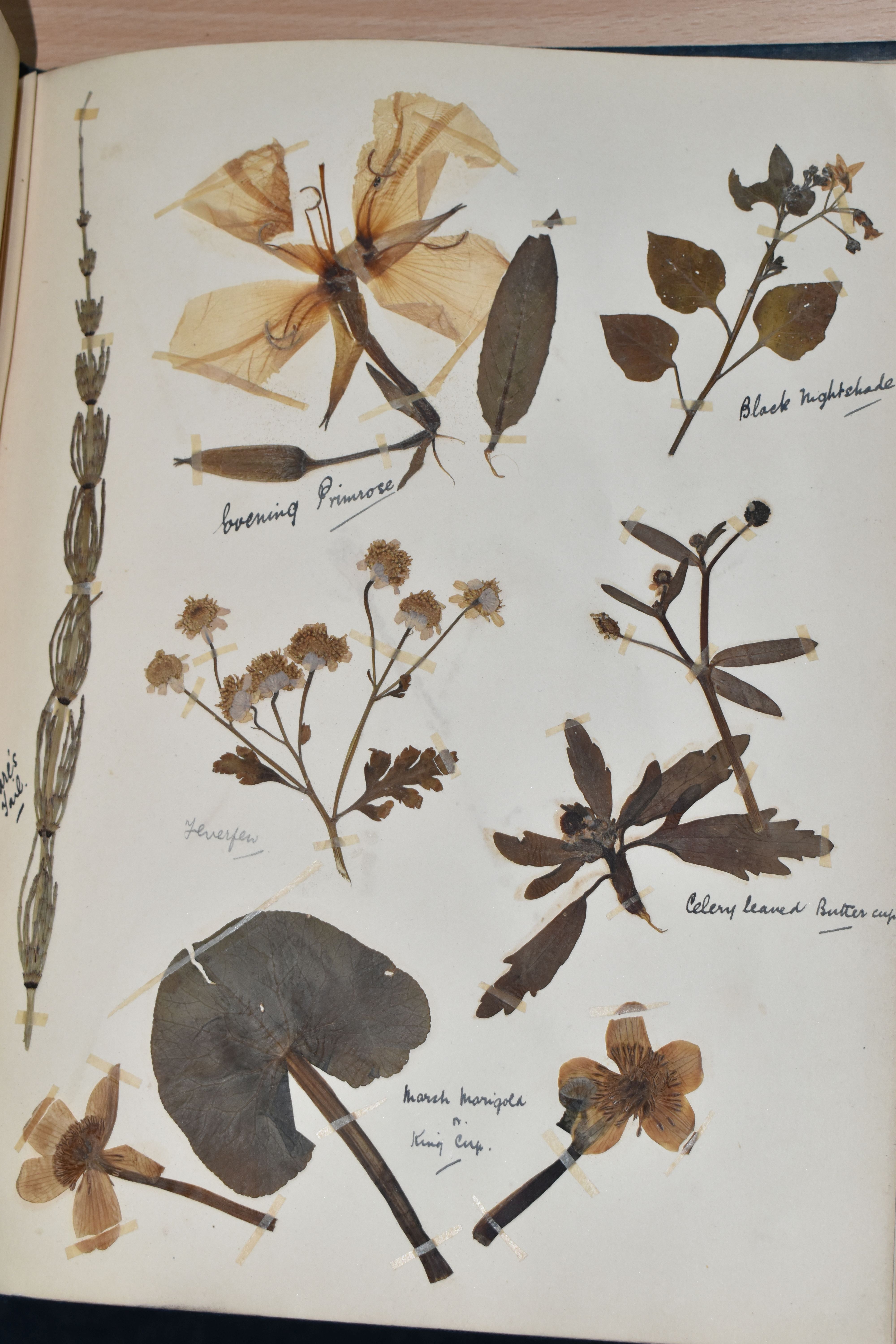 ONE BOOK OF PRESSED HERBS & PLANTS examples include Hop Trefoil, Daisy, Wild Thyme, Mallow, Wild - Image 16 of 16