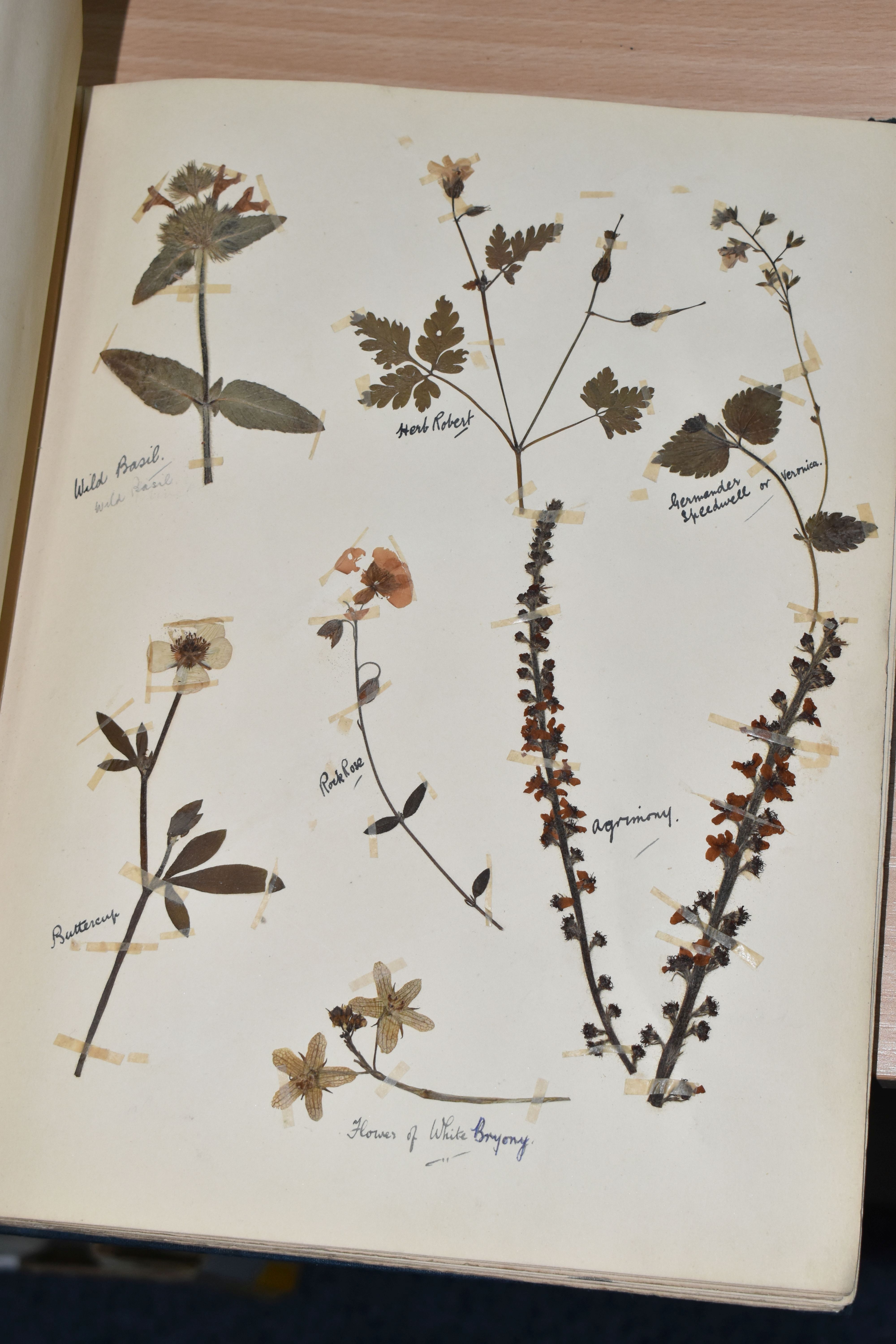 ONE BOOK OF PRESSED HERBS & PLANTS examples include Hop Trefoil, Daisy, Wild Thyme, Mallow, Wild - Image 6 of 16