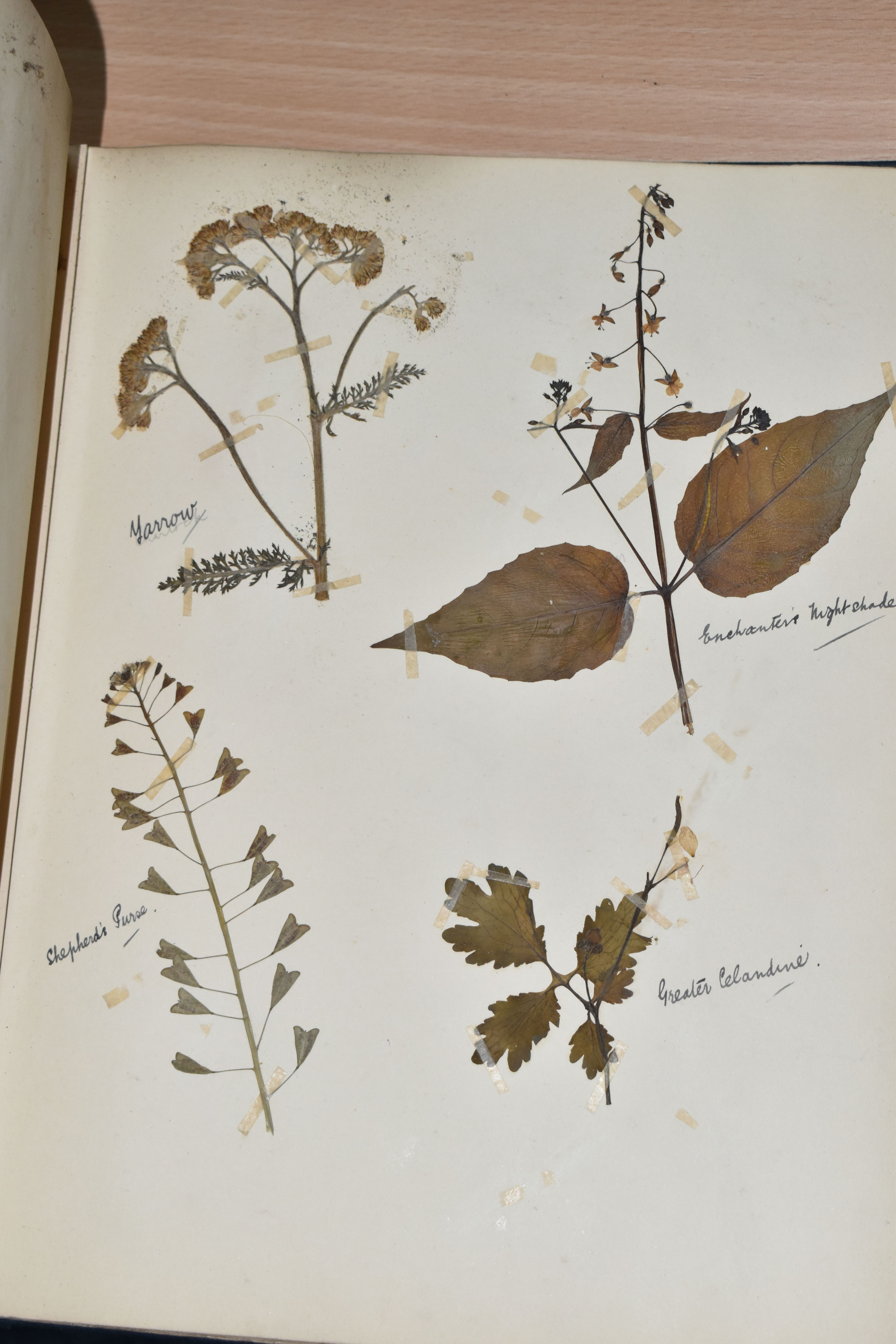 ONE BOOK OF PRESSED HERBS & PLANTS examples include Hop Trefoil, Daisy, Wild Thyme, Mallow, Wild - Image 8 of 16