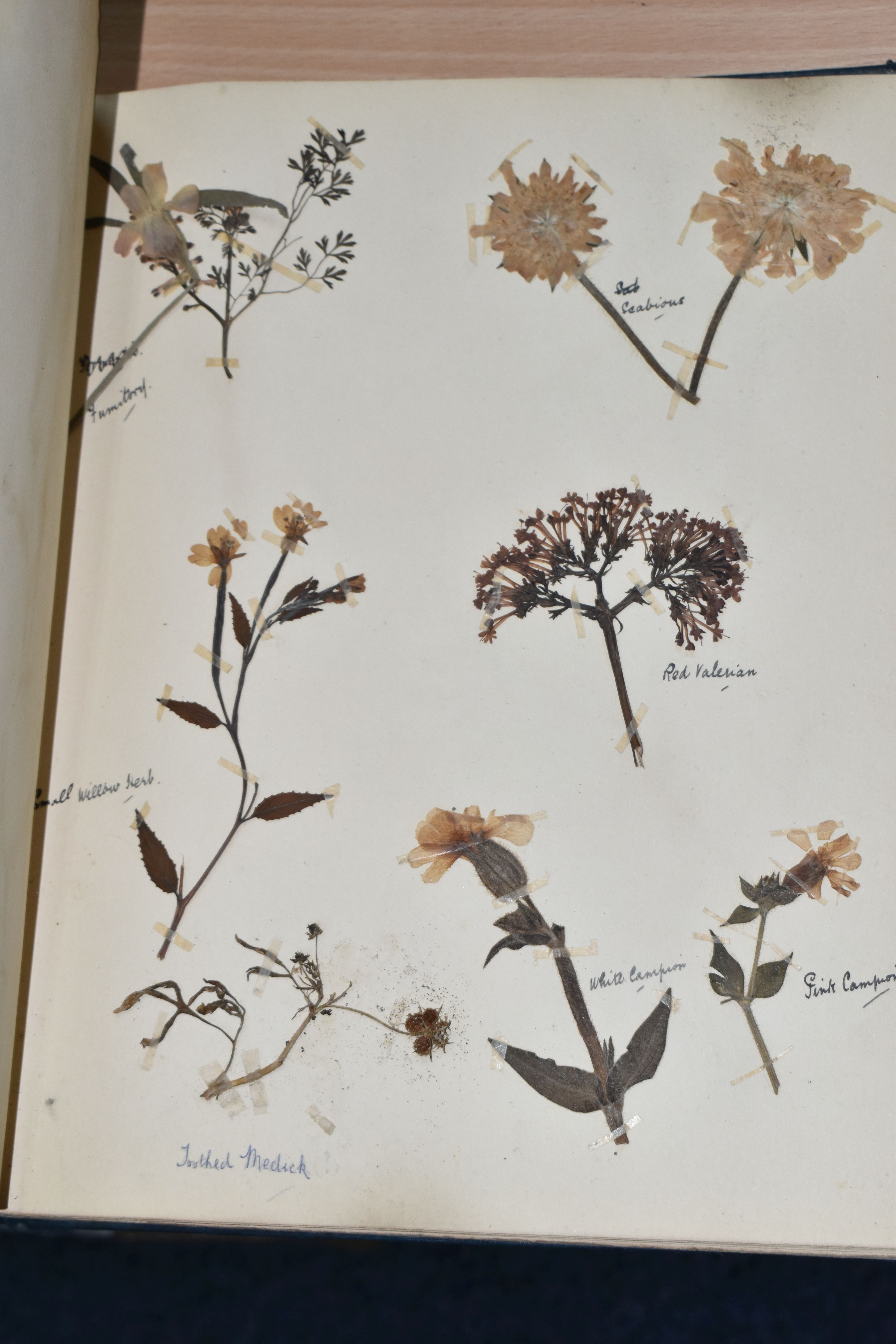 ONE BOOK OF PRESSED HERBS & PLANTS examples include Hop Trefoil, Daisy, Wild Thyme, Mallow, Wild - Image 9 of 16