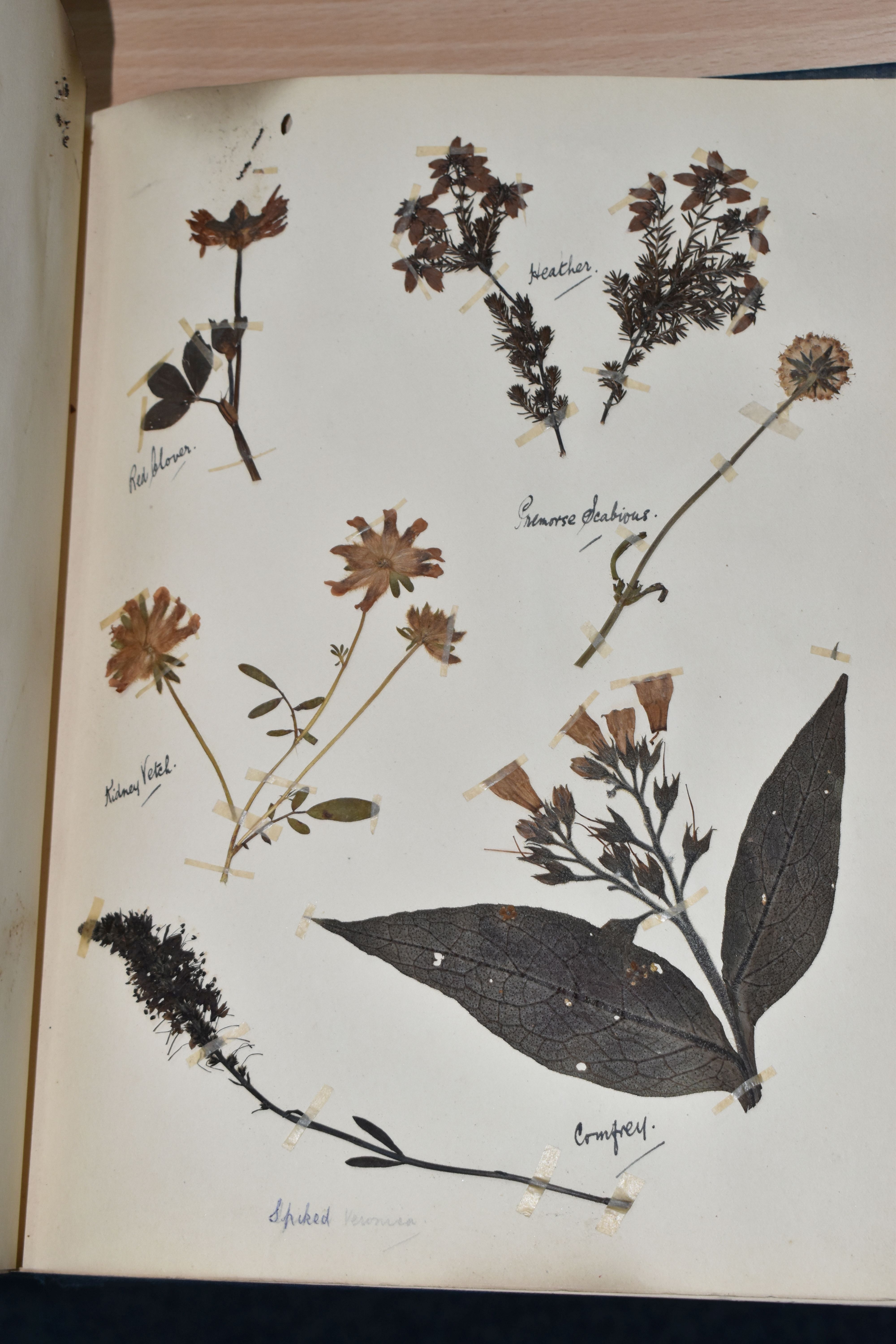 ONE BOOK OF PRESSED HERBS & PLANTS examples include Hop Trefoil, Daisy, Wild Thyme, Mallow, Wild - Image 12 of 16