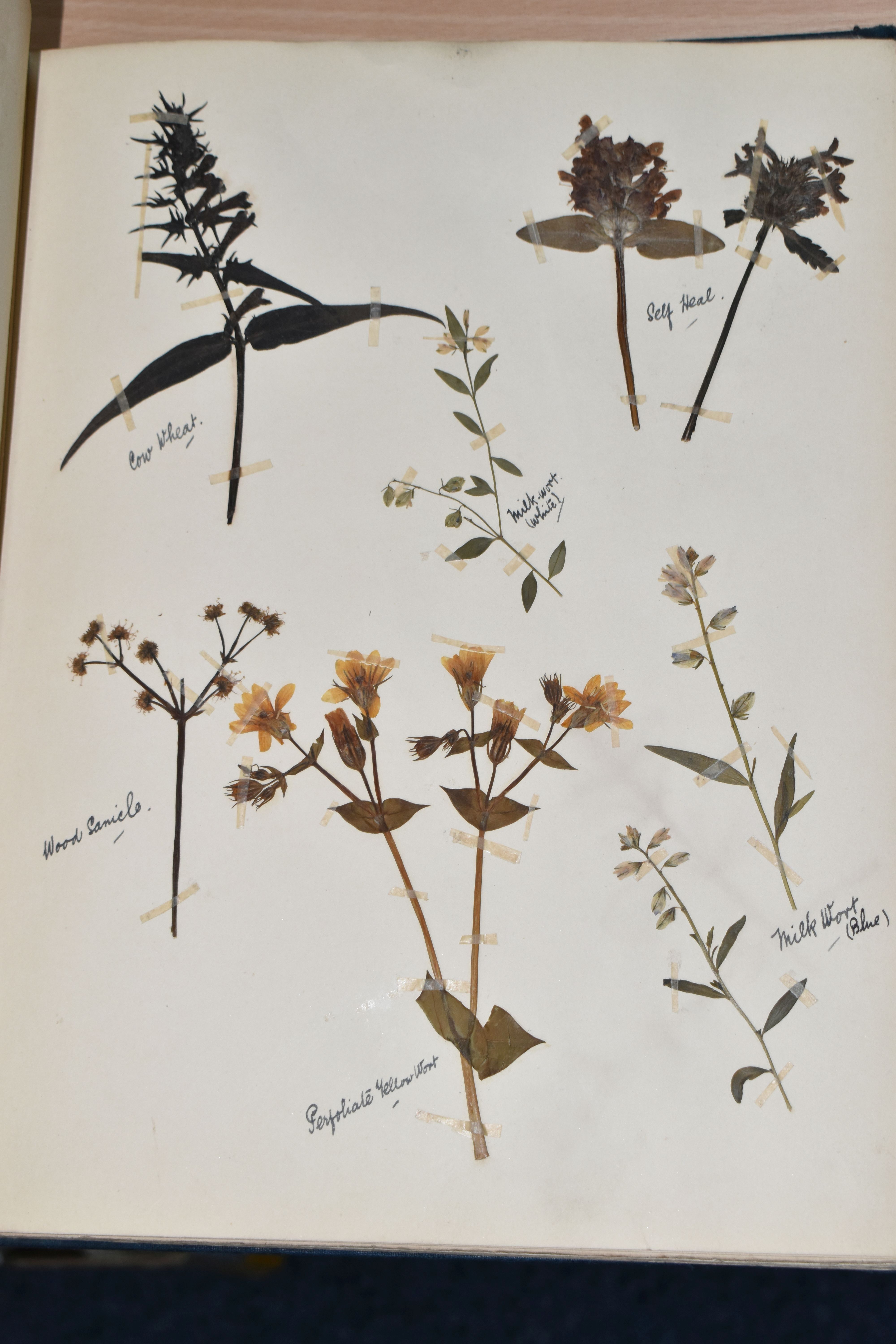ONE BOOK OF PRESSED HERBS & PLANTS examples include Hop Trefoil, Daisy, Wild Thyme, Mallow, Wild - Image 10 of 16