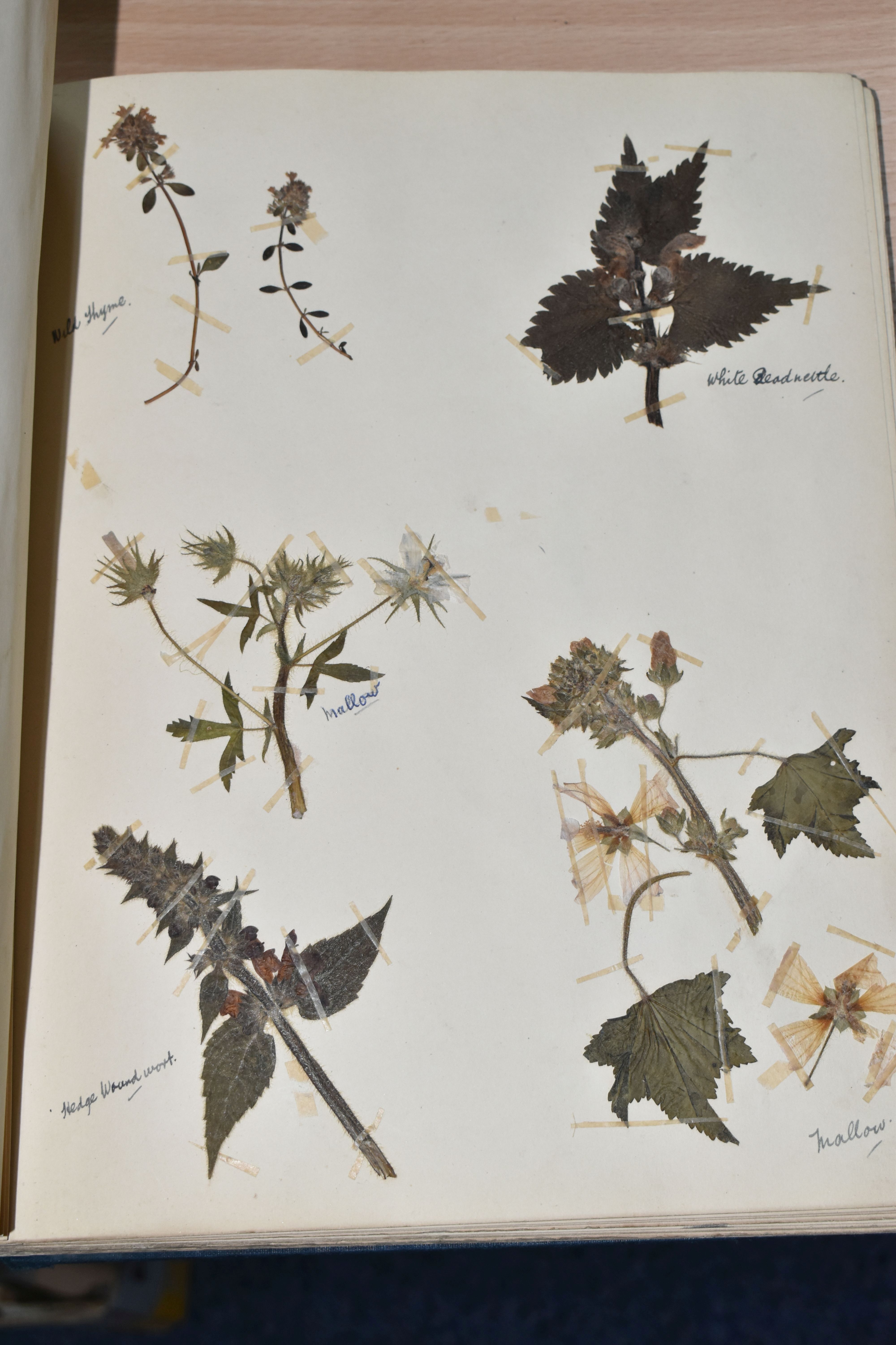 ONE BOOK OF PRESSED HERBS & PLANTS examples include Hop Trefoil, Daisy, Wild Thyme, Mallow, Wild - Image 5 of 16