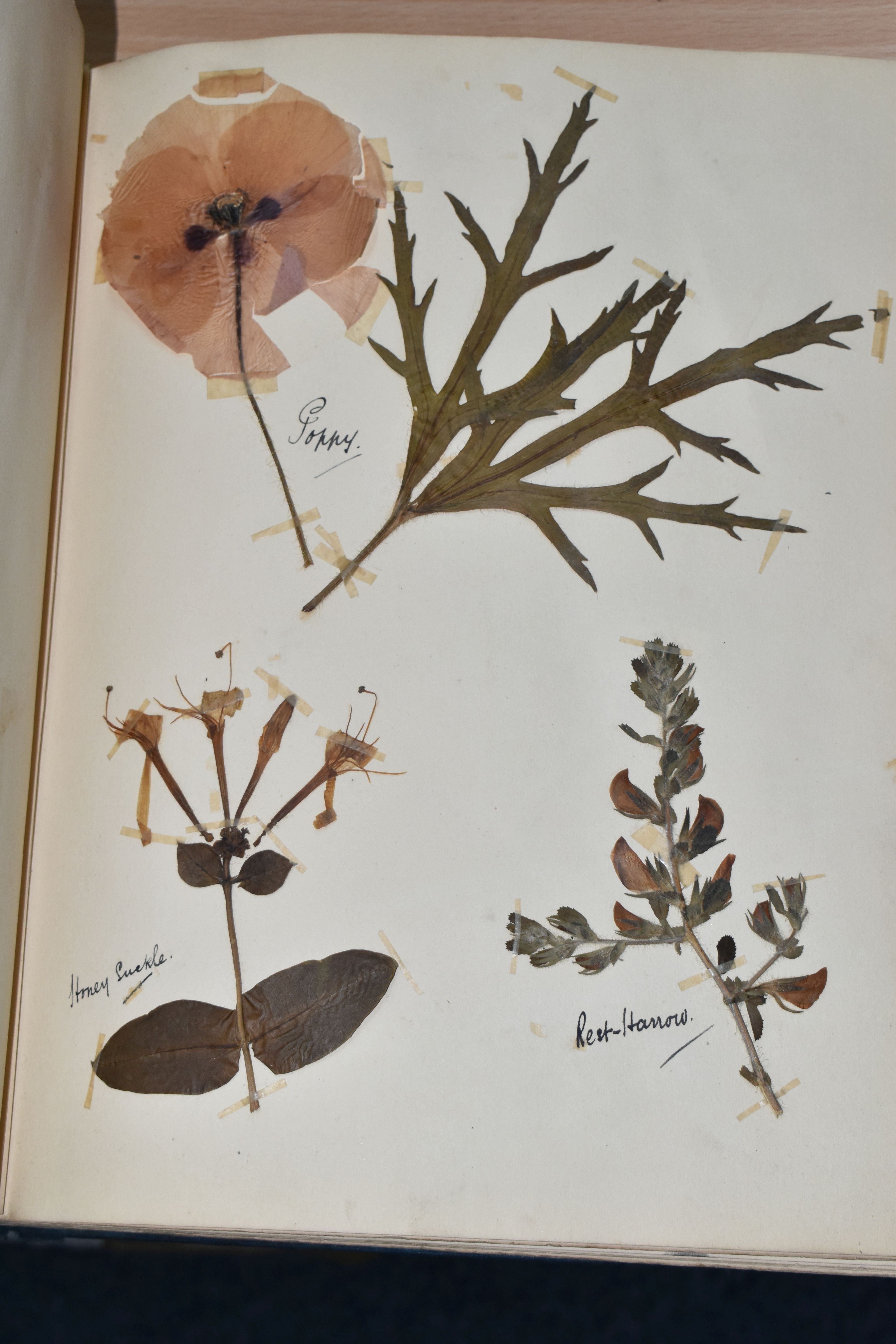 ONE BOOK OF PRESSED HERBS & PLANTS examples include Hop Trefoil, Daisy, Wild Thyme, Mallow, Wild - Image 7 of 16