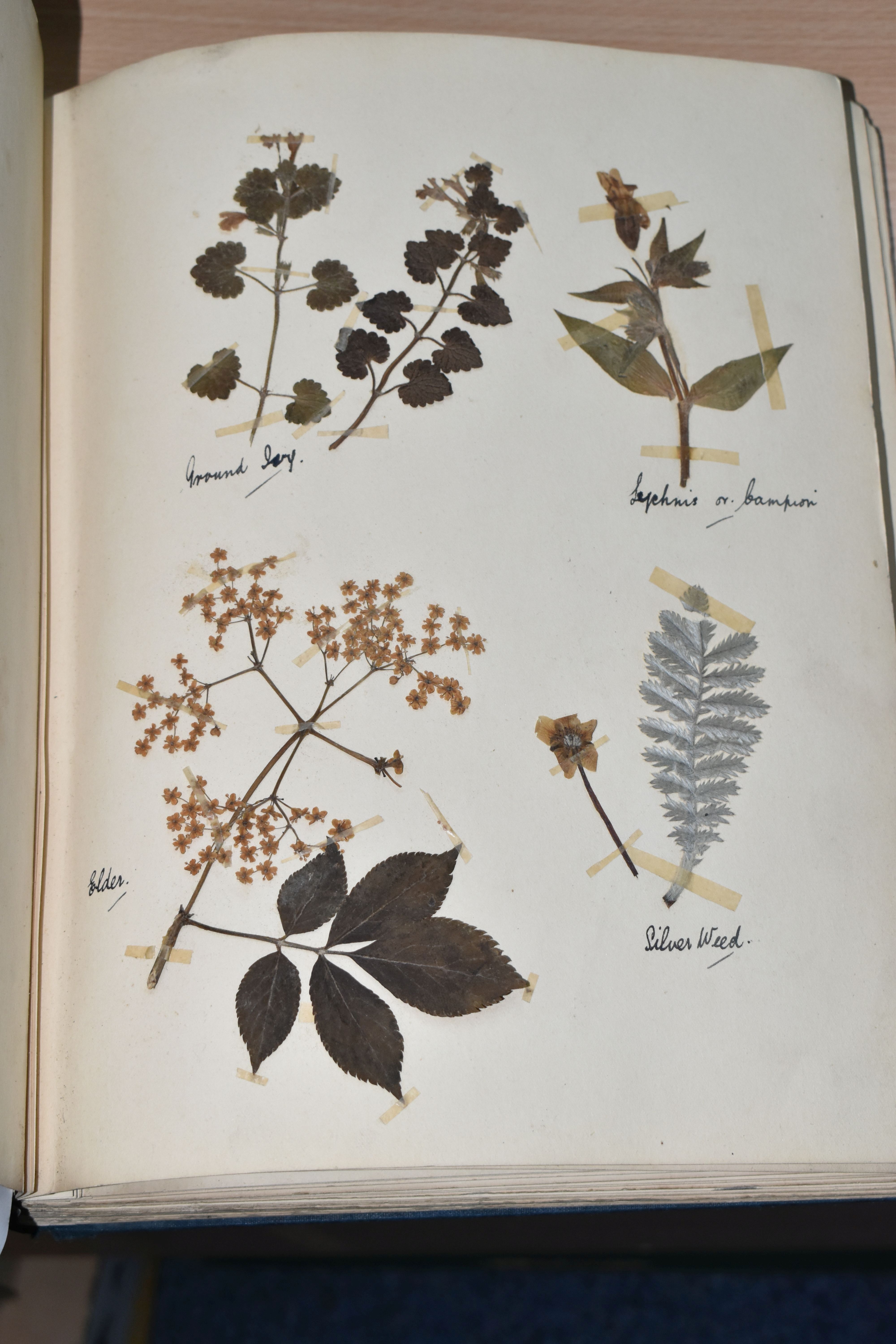 ONE BOOK OF PRESSED HERBS & PLANTS examples include Hop Trefoil, Daisy, Wild Thyme, Mallow, Wild