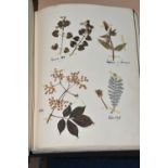 ONE BOOK OF PRESSED HERBS & PLANTS examples include Hop Trefoil, Daisy, Wild Thyme, Mallow, Wild