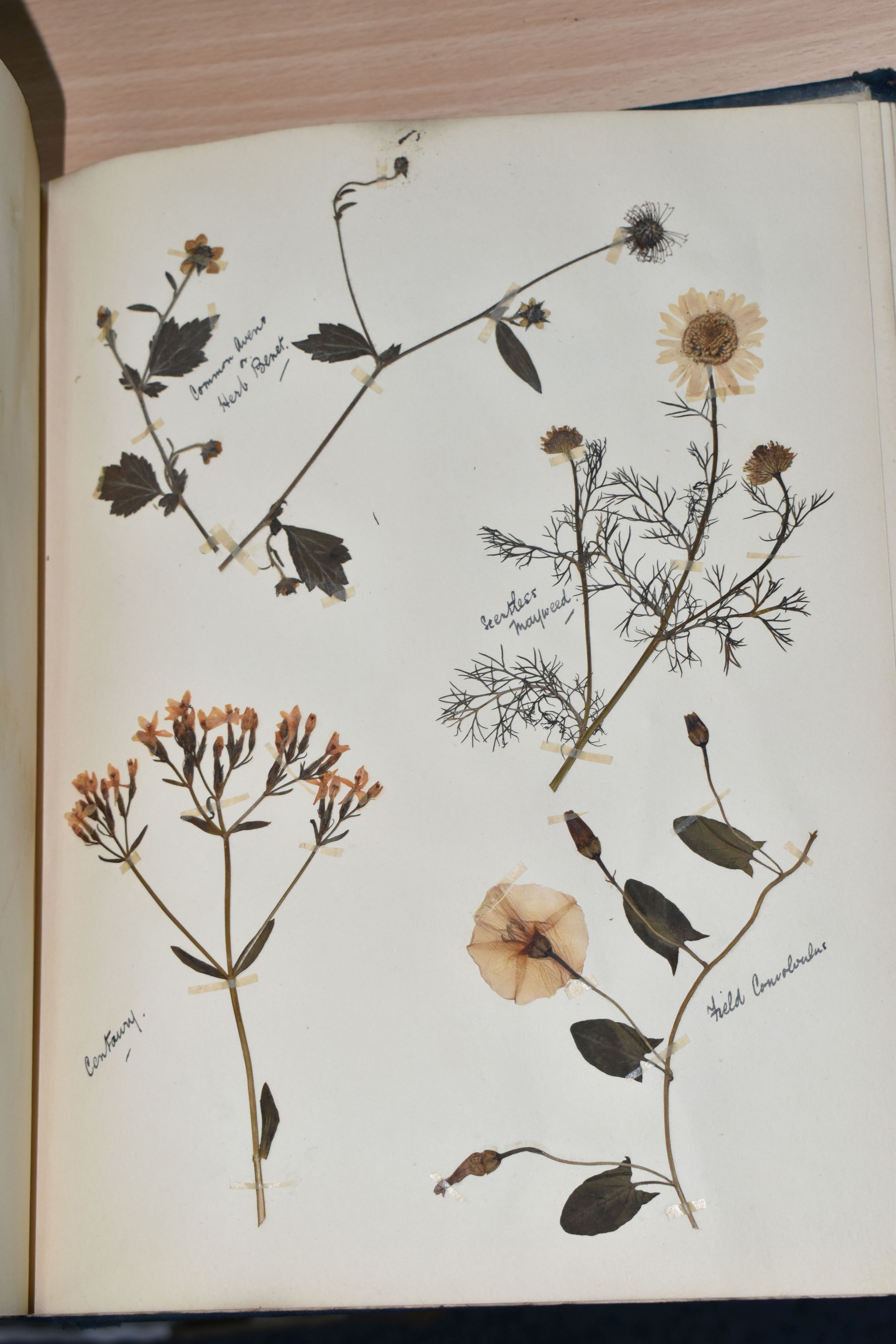 ONE BOOK OF PRESSED HERBS & PLANTS examples include Hop Trefoil, Daisy, Wild Thyme, Mallow, Wild - Image 13 of 16
