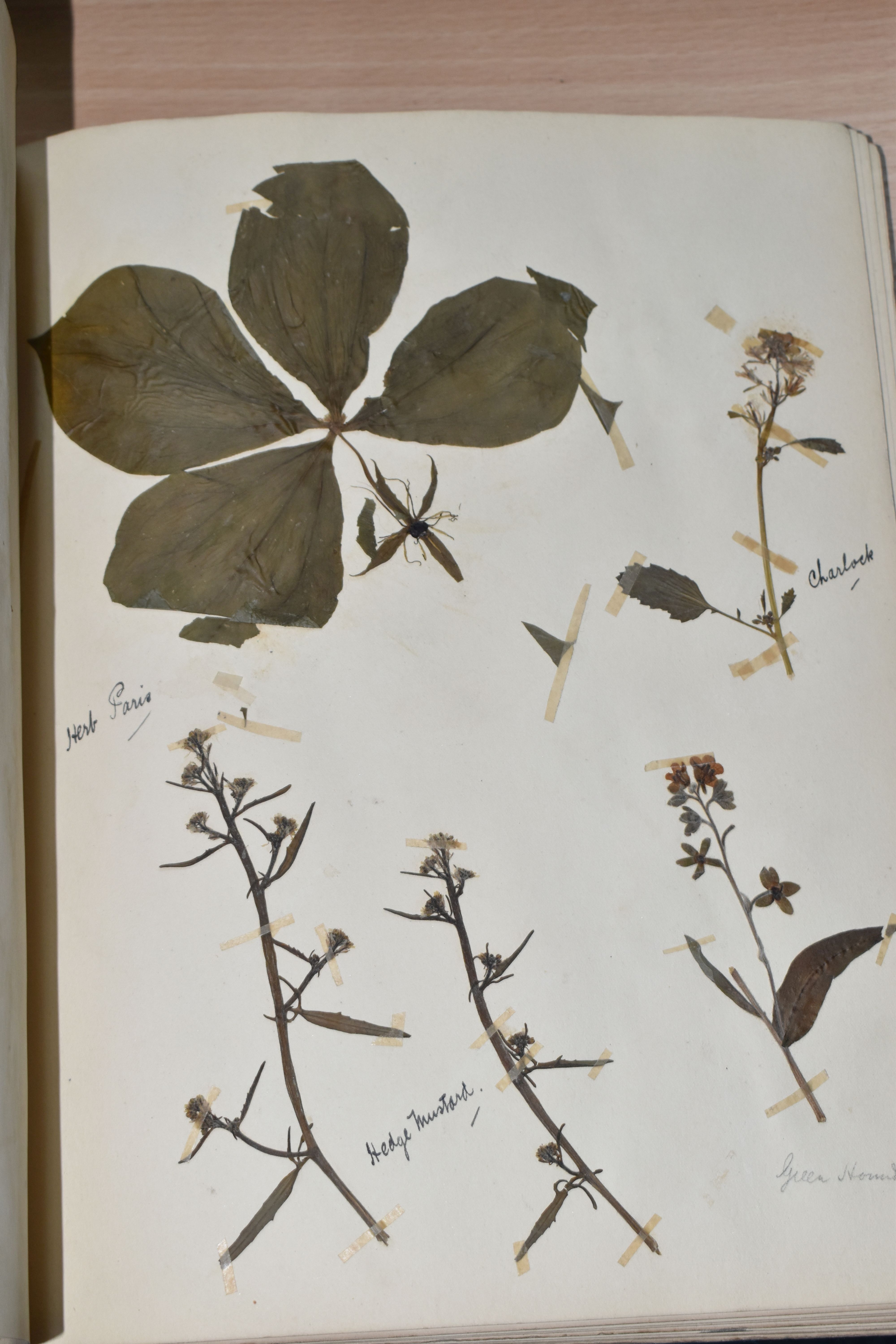 ONE BOOK OF PRESSED HERBS & PLANTS examples include Hop Trefoil, Daisy, Wild Thyme, Mallow, Wild - Image 4 of 16