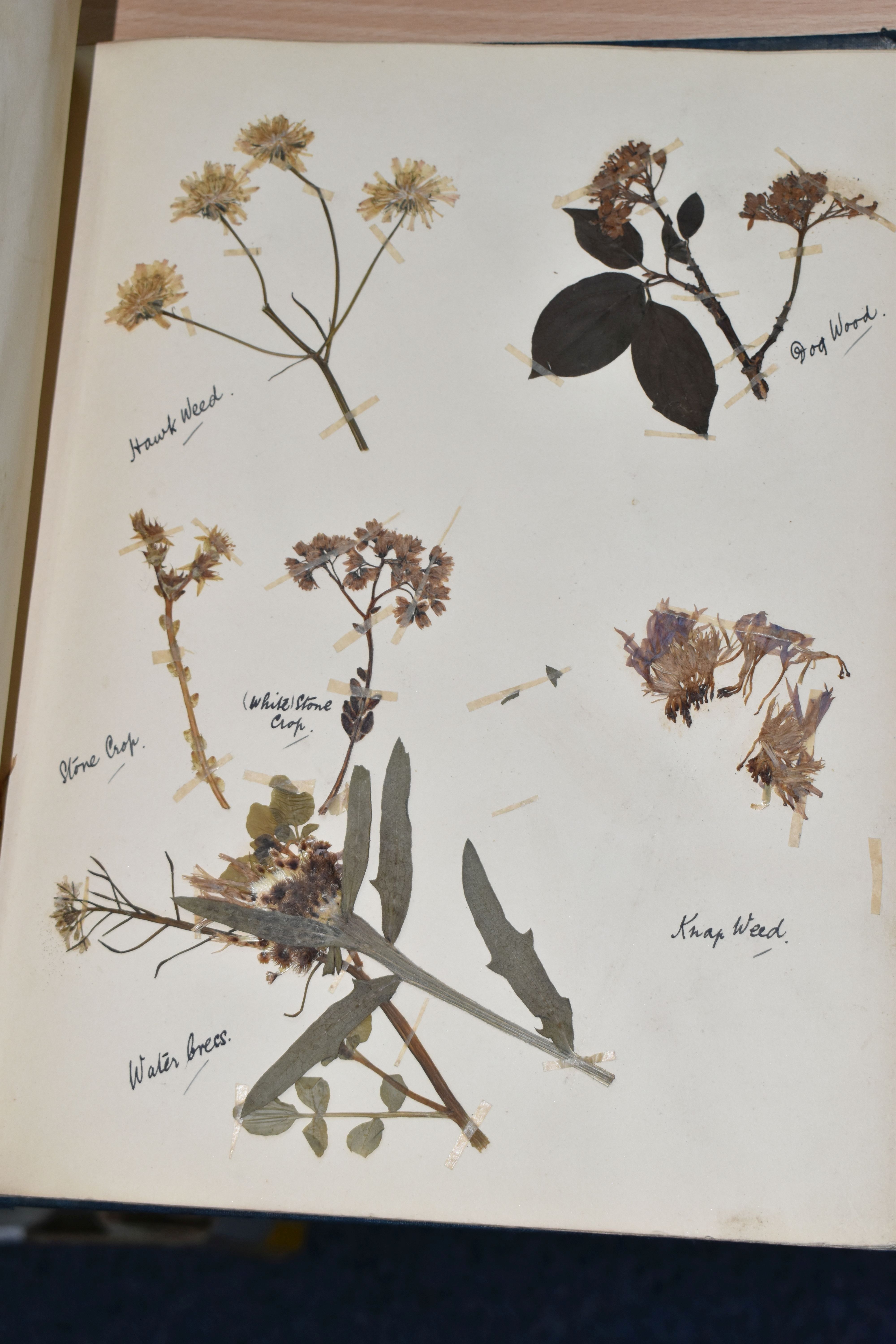 ONE BOOK OF PRESSED HERBS & PLANTS examples include Hop Trefoil, Daisy, Wild Thyme, Mallow, Wild - Image 11 of 16
