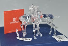 A BOXED SWAROVSKI CRYSTAL 'FOALS - CLEAR' SCULPTURE, depicting two foals playing, model no 627637,
