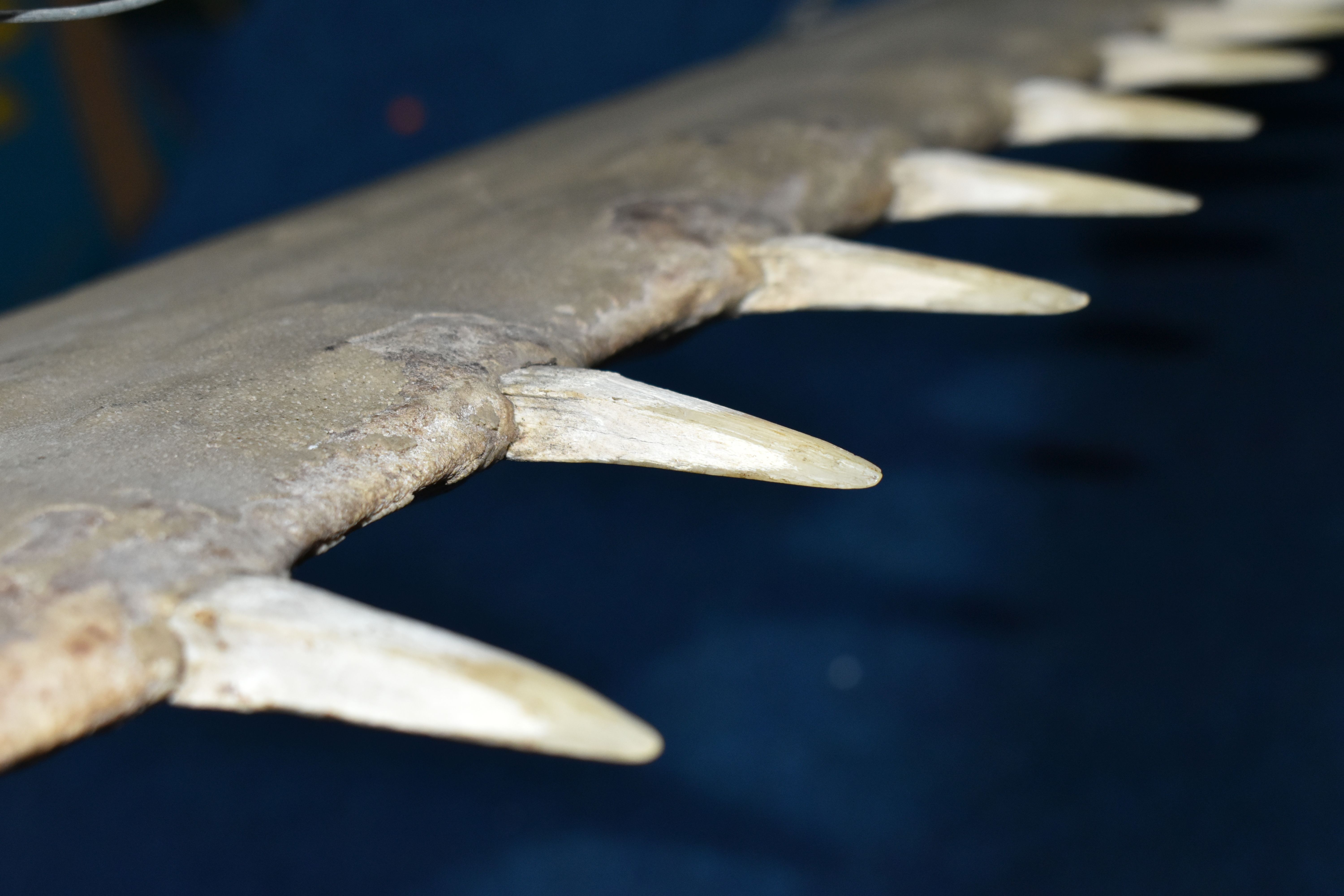 NATURAL HISTORY: AN EARLY 20TH CENTURY LARGE SAW FISH ROSTRUM, (Pristidae spp), thirty four teeth, - Bild 4 aus 6