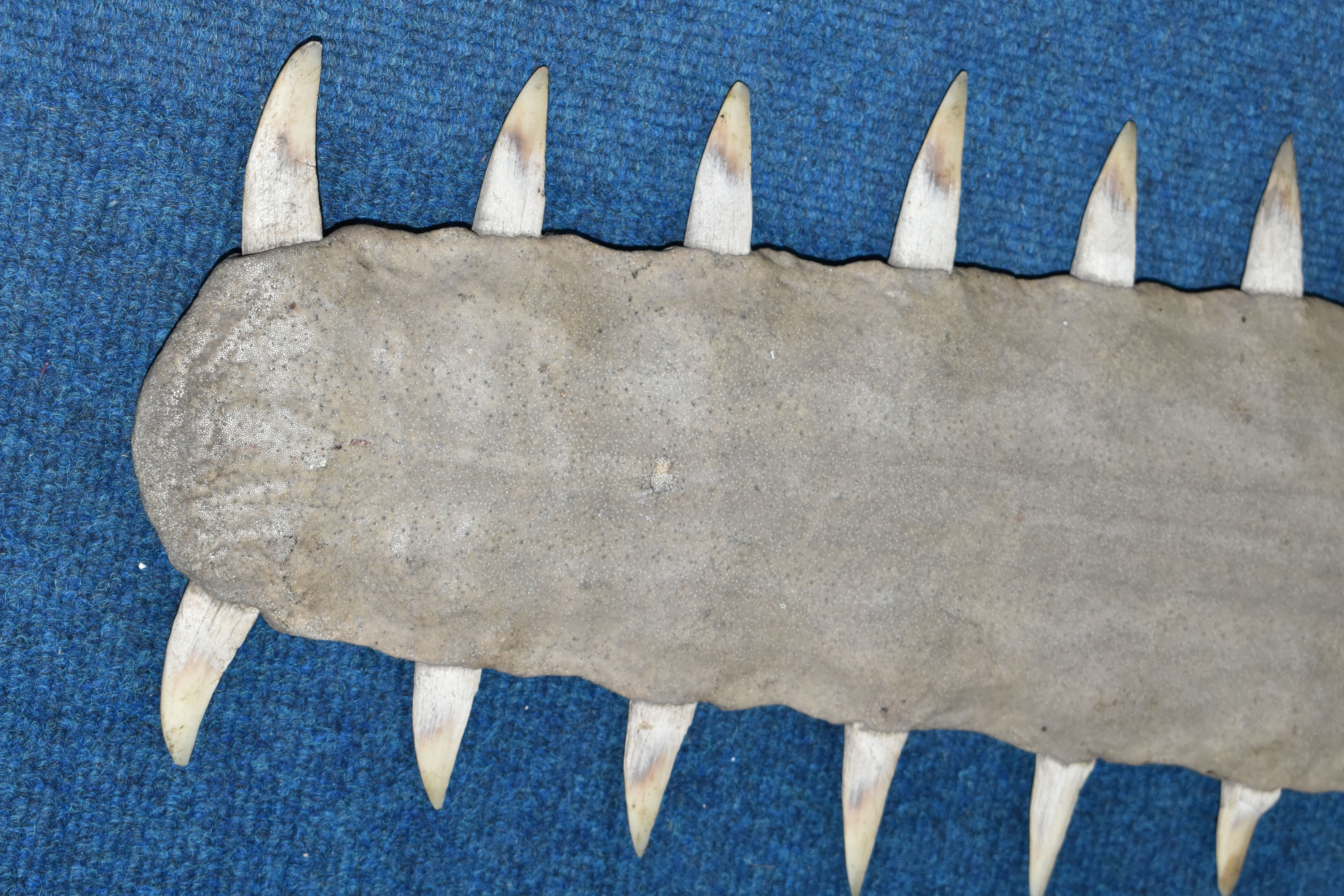 NATURAL HISTORY: AN EARLY 20TH CENTURY LARGE SAW FISH ROSTRUM, (Pristidae spp), thirty four teeth, - Bild 5 aus 6