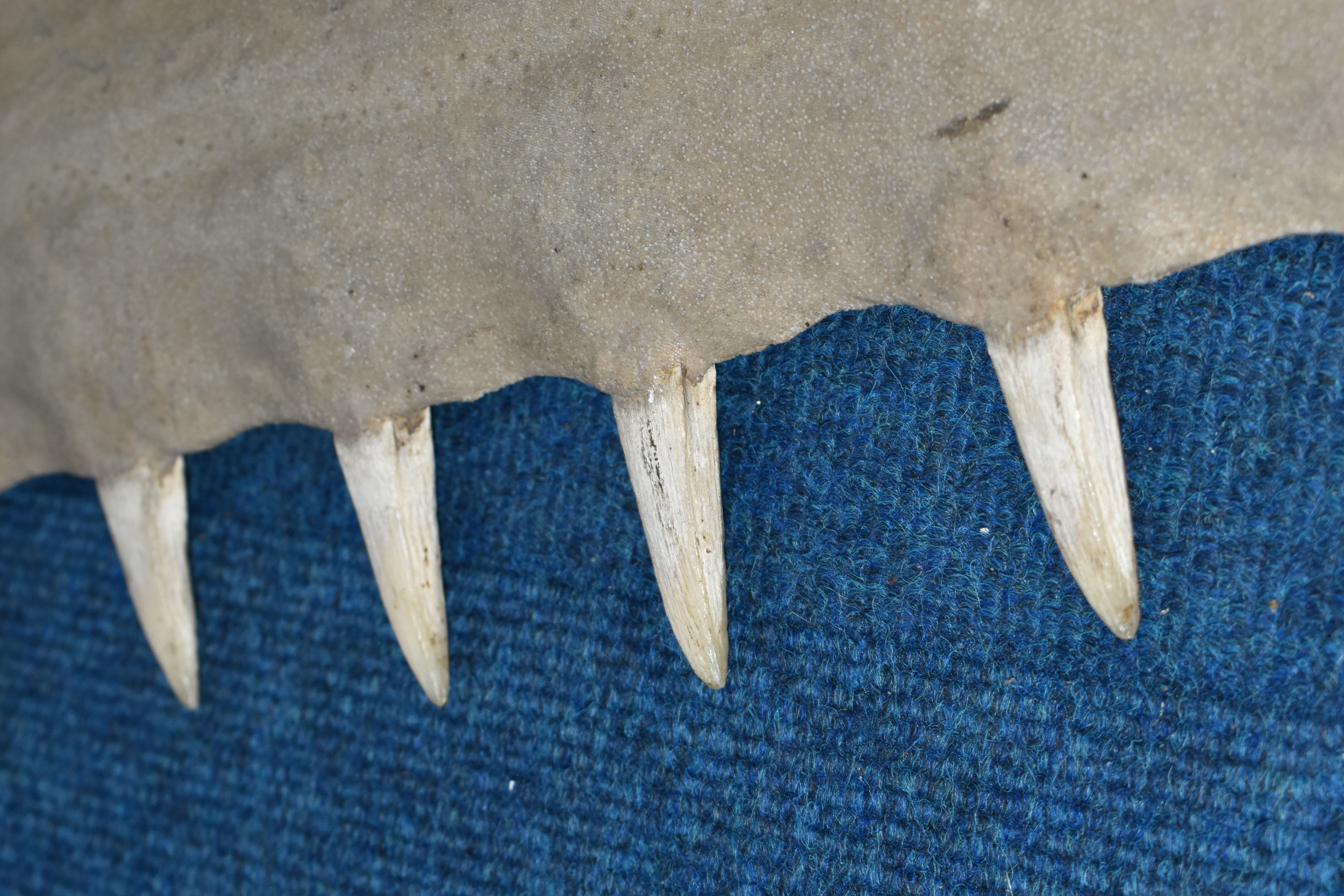 NATURAL HISTORY: AN EARLY 20TH CENTURY LARGE SAW FISH ROSTRUM, (Pristidae spp), thirty four teeth, - Bild 2 aus 6