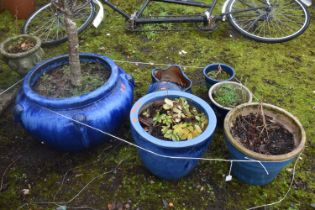 A BLUE GLAZED GARDEN PLANTER, with a sour cherry plant planted, along with four other glazed plant