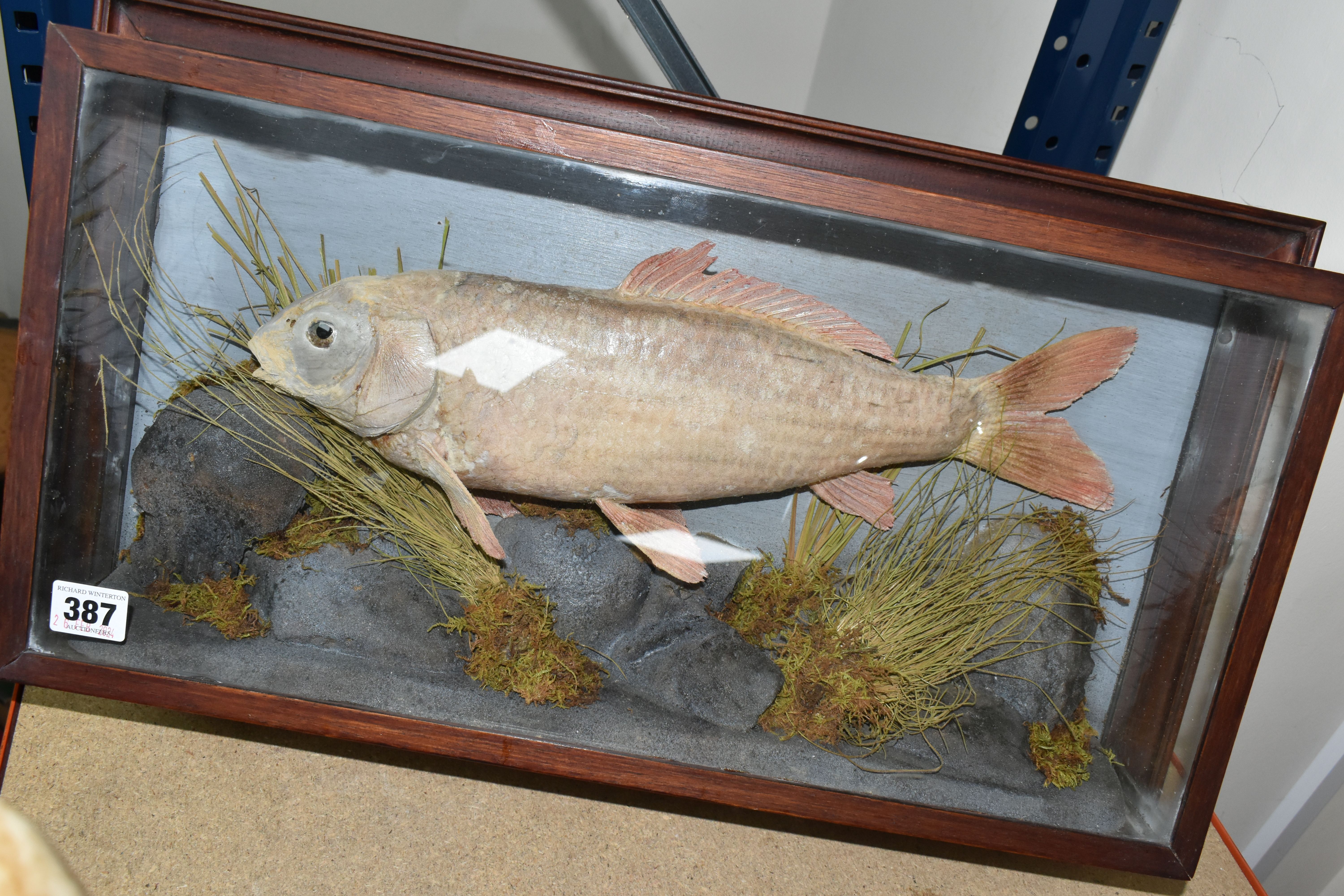 A TAXIDERMY CARP IN GLAZED CASE, a large skin mount preserved and mounted within a naturalistic weed - Image 3 of 3