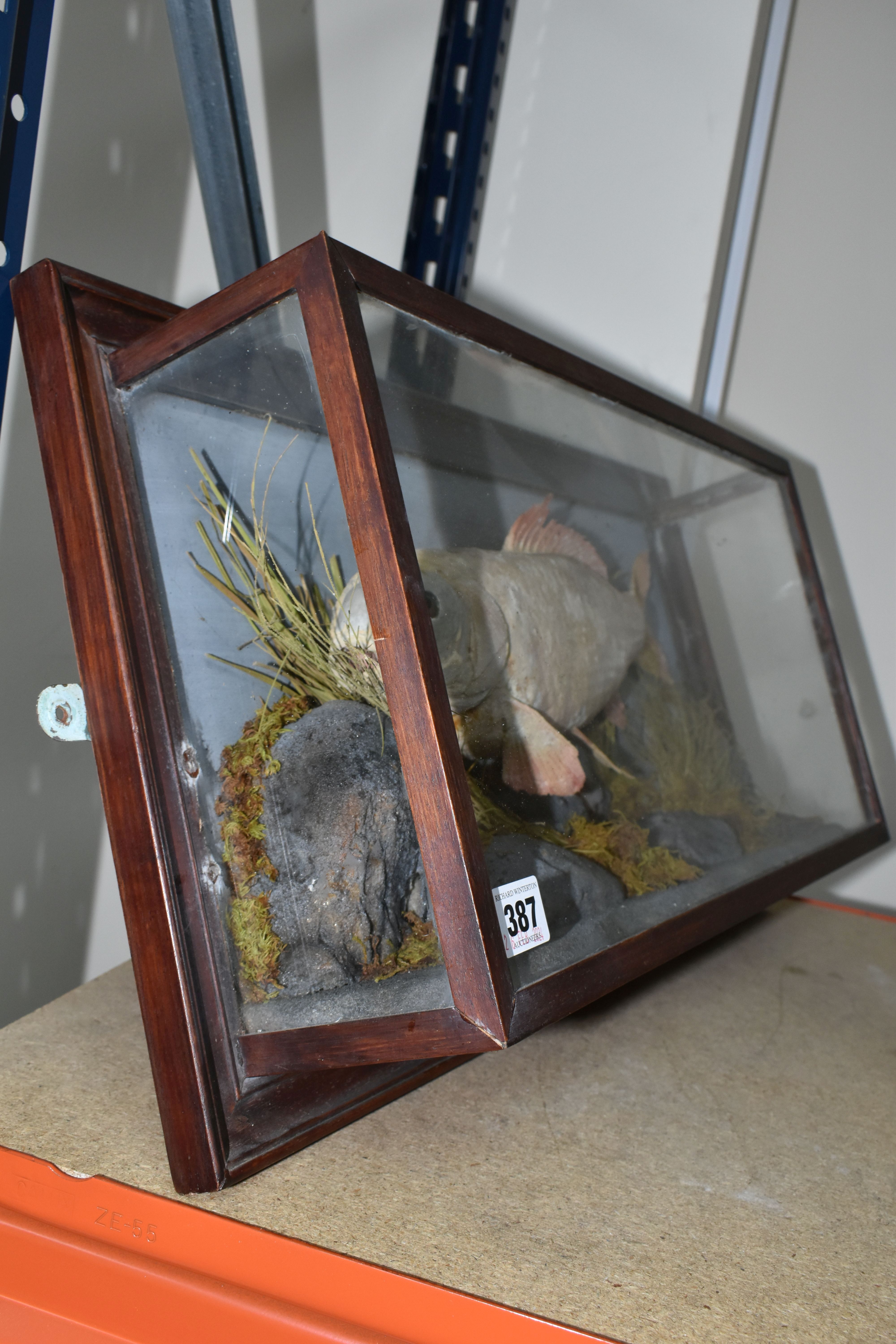 A TAXIDERMY CARP IN GLAZED CASE, a large skin mount preserved and mounted within a naturalistic weed - Image 2 of 3