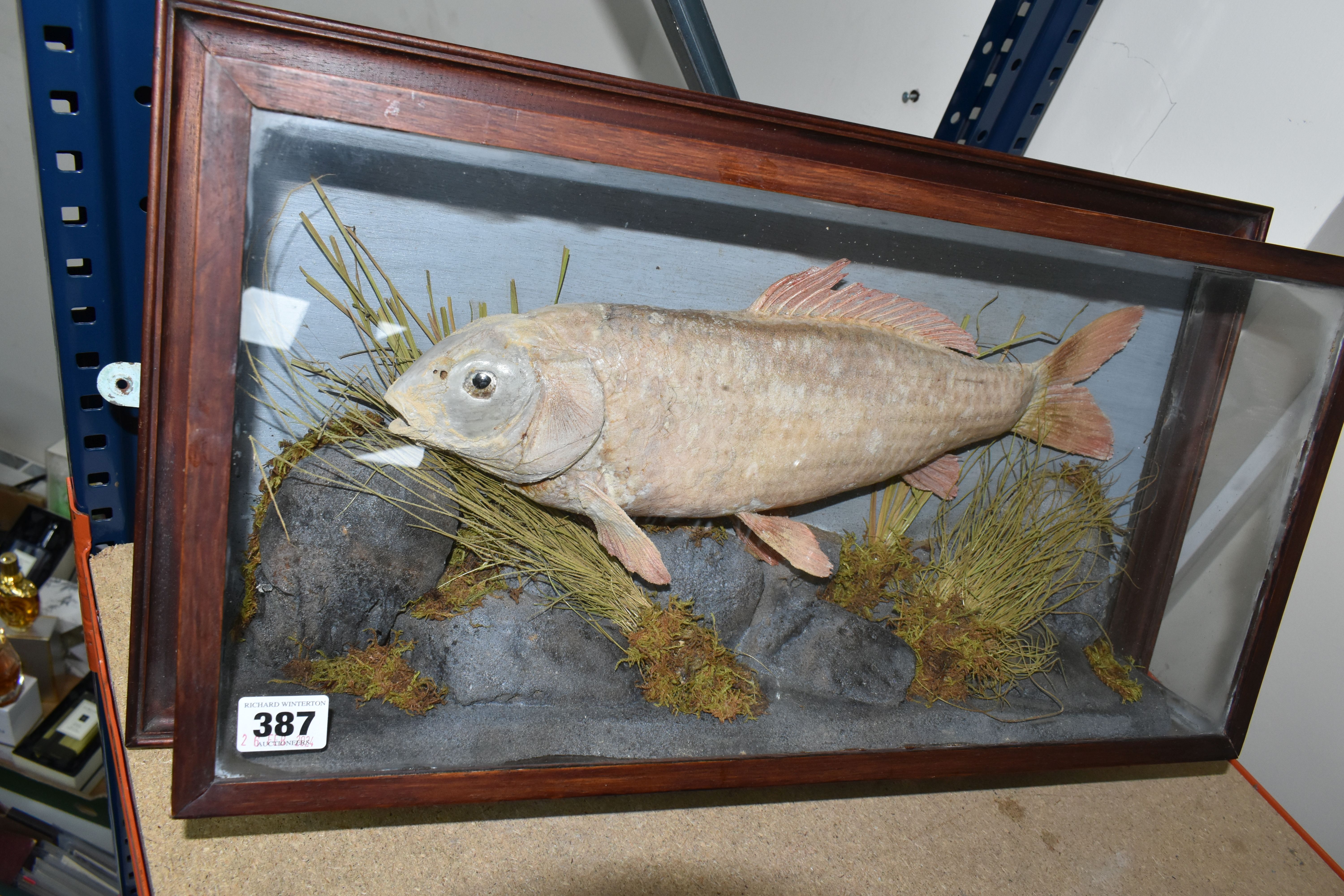 A TAXIDERMY CARP IN GLAZED CASE, a large skin mount preserved and mounted within a naturalistic weed
