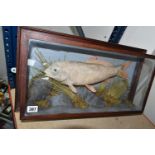 A TAXIDERMY CARP IN GLAZED CASE, a large skin mount preserved and mounted within a naturalistic weed