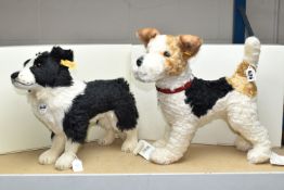 TWO BOXED STEIFF DOGS, comprising Foxy Fox Terrier, with mohair and cotton covering, wearing a red