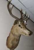 AN EARLY 20TH CENTURY TAXIDERMY STAG HEAD WALL TROPHY, nine points, glass eyes (1) (Condition