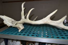 A SET OF TWELVE POINT RED DEER ANTLERS, and skull, vendor states that it was purchased from the Lyme