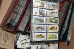 CIGARETTE CARDS, a large collection of Cigarette Cards in eight albums, sleeves and loose containing