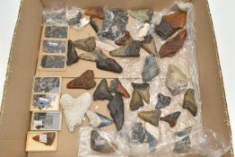 NATURAL HISTORY INTEREST, a box of assorted fossilised marine animal teeth believed to be mostly