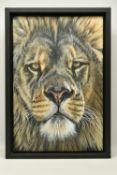 GINA HAWKSHAW (BRITISH CONTEMPORARY) 'LIONS GAZE', a portrait of a Lion, initialled bottom right,