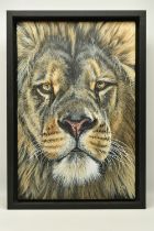 GINA HAWKSHAW (BRITISH CONTEMPORARY) 'LIONS GAZE', a portrait of a Lion, initialled bottom right,