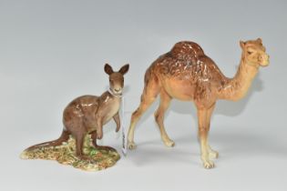 TWO BESWICK ANIMALS, comprising a Kangaroo 1160 and Camel 1044 (2) (Condition Report: a small chip