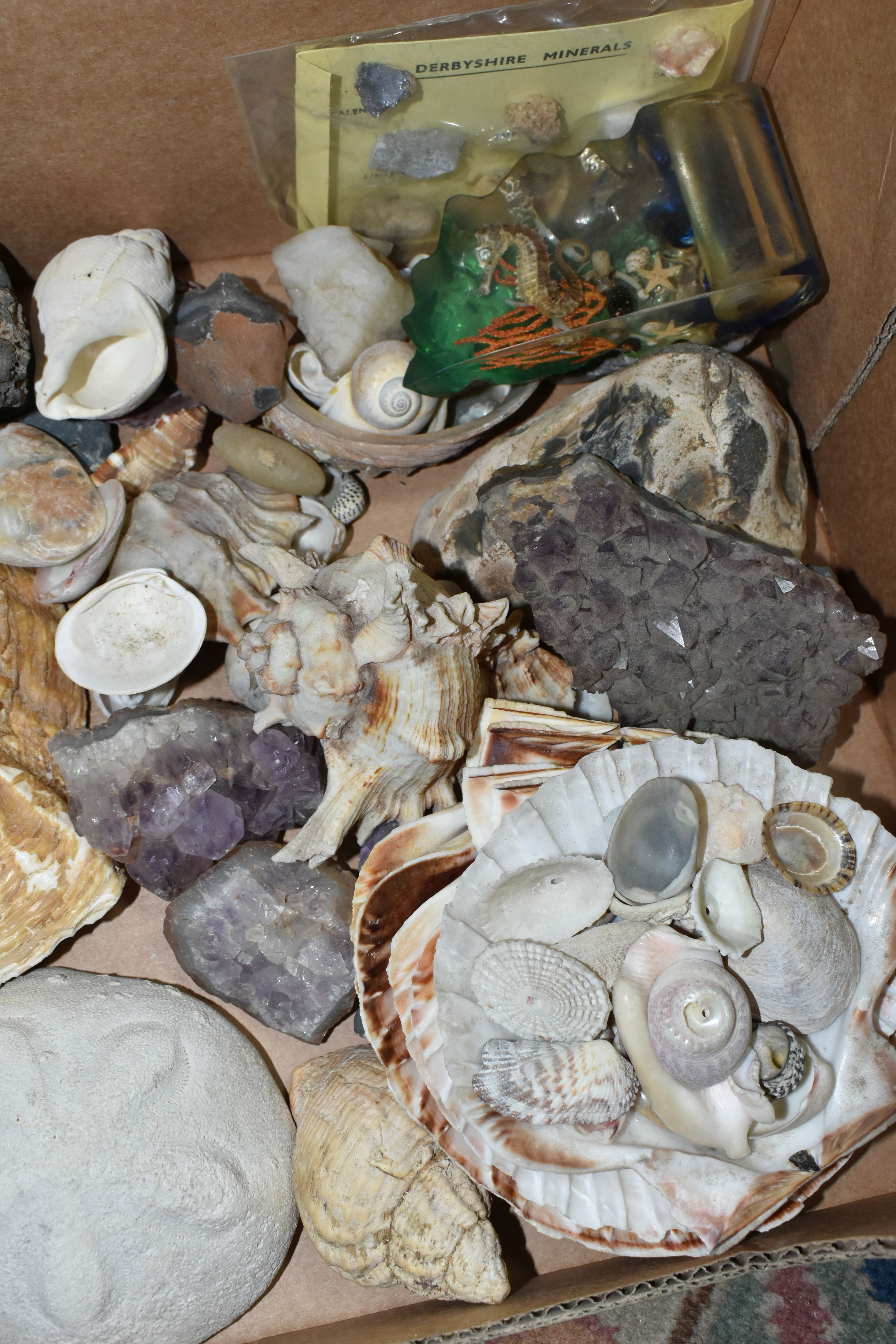 A BOX OF SEASHELLS, including a conch shell, scallop shells, together with a small quantity of - Image 3 of 3